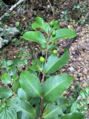 Eugenia pseudopsidium