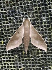 Xylophanes porcus