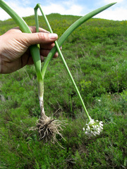 Allium tulipifolium