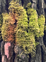 Funaria hygrometrica