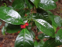 Psychotria nuda