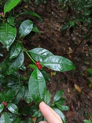 Psychotria nuda