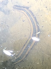 Richardsonianus australis