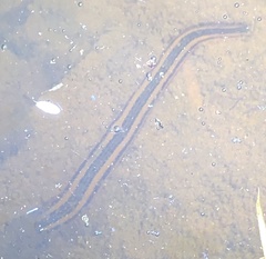 Richardsonianus australis