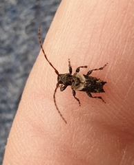 Pogonocherus hispidus