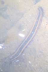 Richardsonianus australis