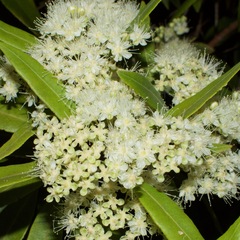 Backhousia citriodora