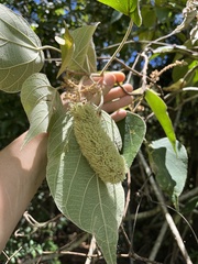 Mallotus mollissimus