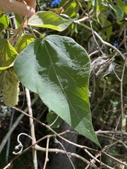 Mallotus mollissimus