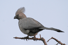 Corythaixoides concolor