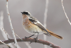 Phoenicurus erythronotus