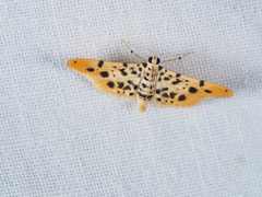 Pycnarmon alboflavalis