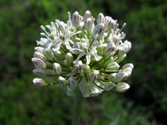 Allium tulipifolium