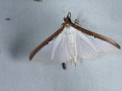 Cydalima laticostalis