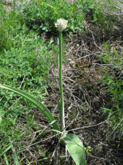 Allium tulipifolium