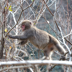 Macaca fuscata fuscata