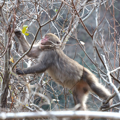 Macaca fuscata fuscata
