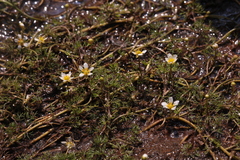 Ranunculus circinatus