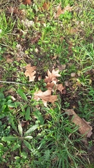 Quercus rubra
