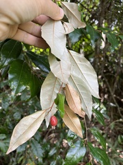 Elaeagnus triflora