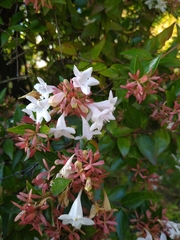 Abelia × grandiflora