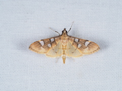Cotachena histricalis