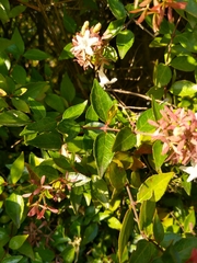 Abelia × grandiflora