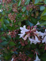 Abelia × grandiflora