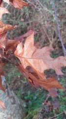Quercus rubra