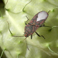 Spilostethus pandurus elegans