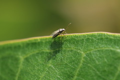 Nysius