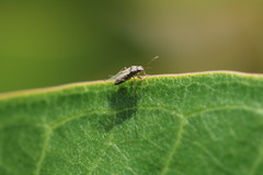 Nysius
