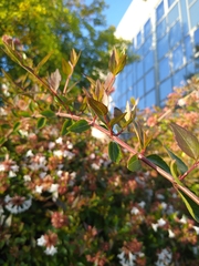 Abelia × grandiflora