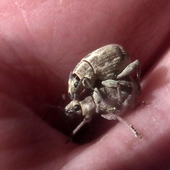 Sciobius