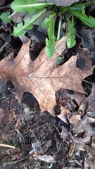 Quercus rubra