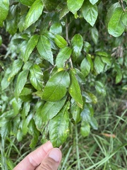Elaeagnus triflora