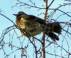 Turdus pilaris