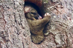 Trichosurus vulpecula fuliginosus