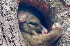Trichosurus vulpecula fuliginosus