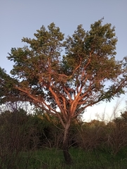 Chloroleucon tenuiflorum