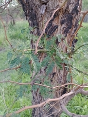 Chloroleucon tenuiflorum