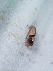 Miaromima cornucopia