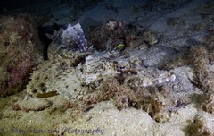 Cymbacephalus beauforti