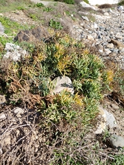 Crithmum maritimum