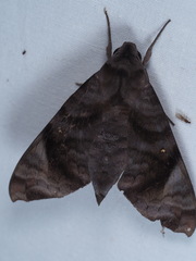 Acosmeryx pseudonaga