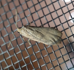 Lambula obliquilinea