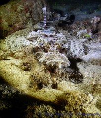 Cymbacephalus beauforti