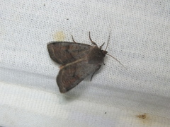 Protolampra sobrina