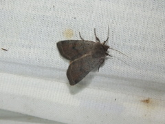 Protolampra sobrina