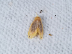Artaxa nubilosa
